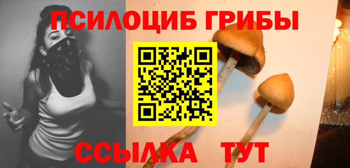 Псилоцибиновые грибы Psilocybine cubensis Киров